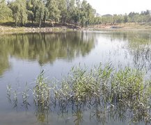 生态河道治理原则及治理步骤